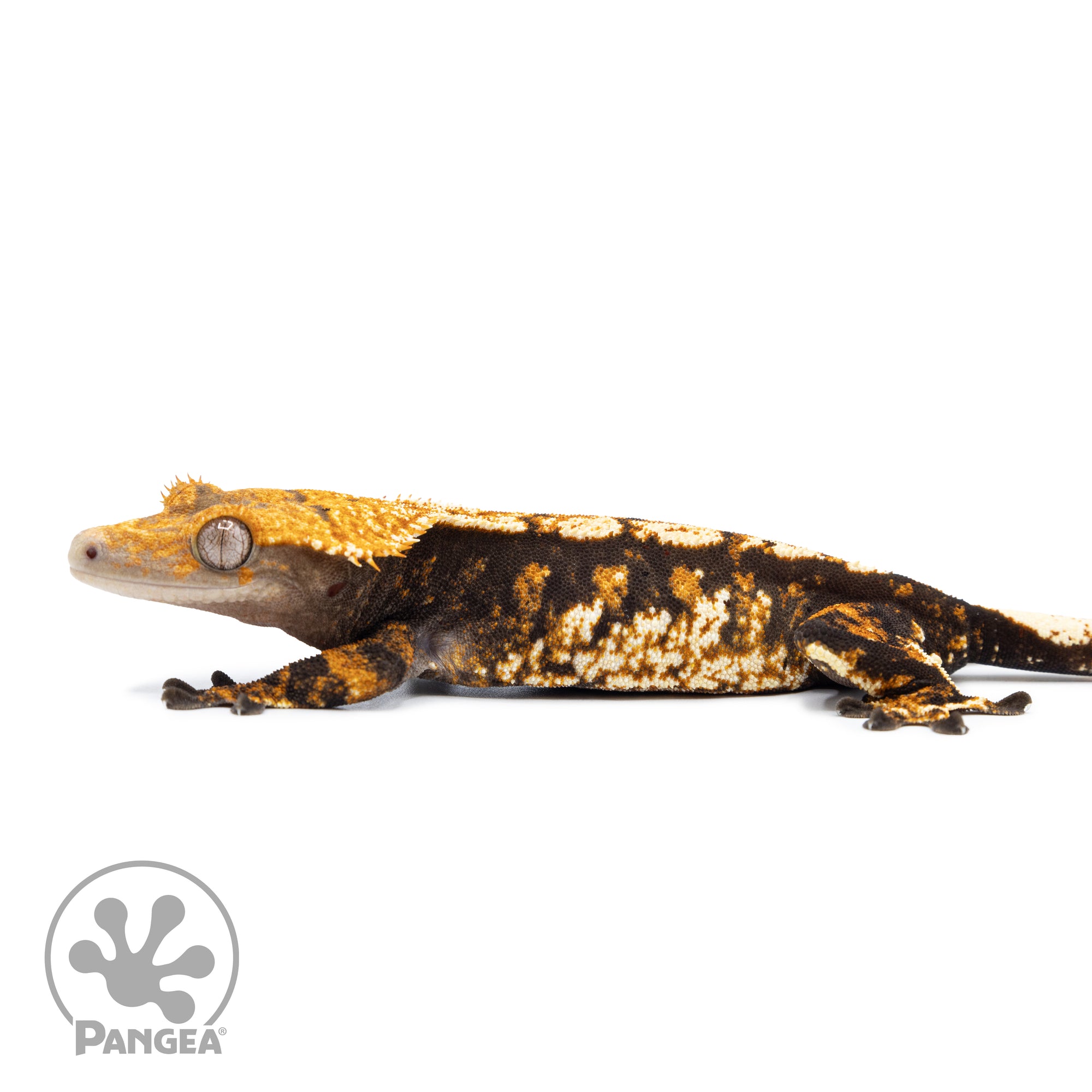 Female Tricolor XXX Crested Gecko Cr-2527 facing left