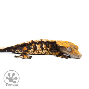 Female Tricolor XXX Crested Gecko Cr-2527 facing right