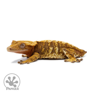 Female Red Tricolor Crested Gecko Cr-2528 facing left