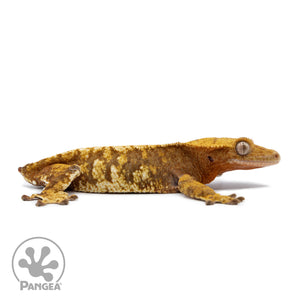 Female Red Tricolor Crested Gecko Cr-2528 facing right