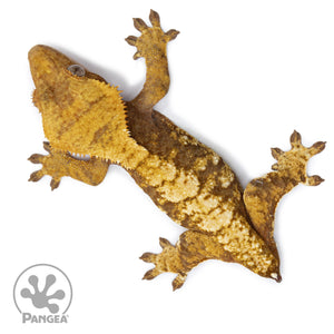 Female Red Tricolor Crested Gecko Cr-2528 from above