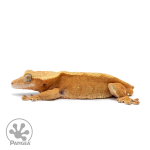 Male Orange Phantom Crested Gecko Cr-2530 facing left