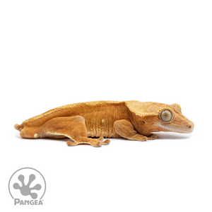 Male Orange Phantom Crested Gecko Cr-2530 facing right