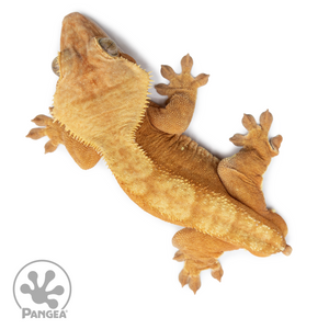 Male Orange Phantom Crested Gecko Cr-2530 from above