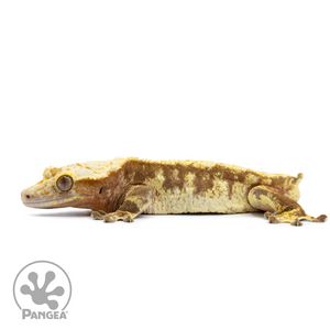 Male Extreme Harlequin Crested Gecko Cr-2532 facing left