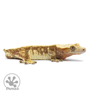 Male Extreme Harlequin Crested Gecko Cr-2532 facing right