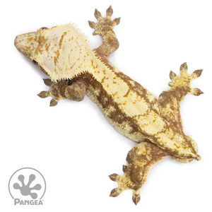 Male Extreme Harlequin Crested Gecko Cr-2532 from above