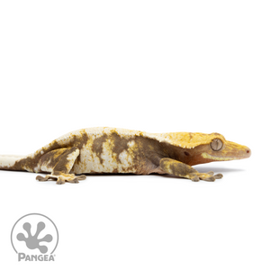 Female Tricolor Extreme Harlequin Crested Gecko Cr-2534 facing right