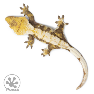 Female Tricolor Extreme Harlequin Crested Gecko Cr-2534 from above