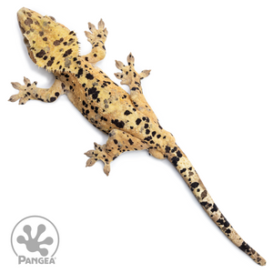 Male Orange Ink Blot Crested Gecko Cr-2535 from above