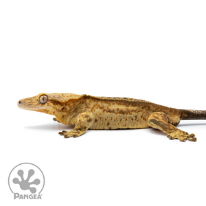 Male Reverse Quadstripe Crested Gecko Cr-2536 facing left