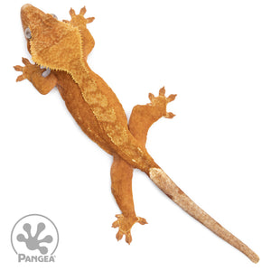 Female Red Phantom Crested Gecko Cr-2537 from above