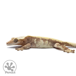 Male Extreme Harlequin Crested Gecko Cr-2541 facing left