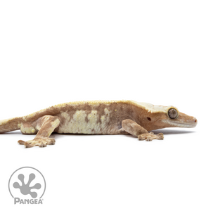 Male Extreme Harlequin Crested Gecko Cr-2541 facing right