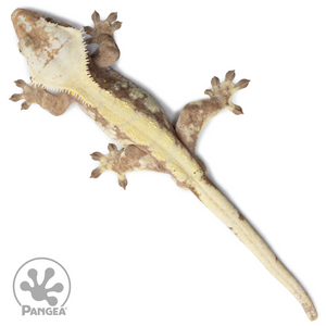 Male Extreme Harlequin Crested Gecko Cr-2541 from above