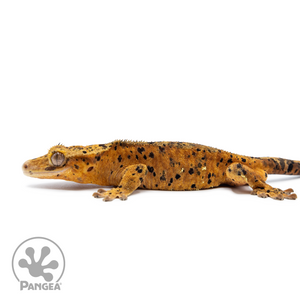 Male Red Super Dalmatian Crested Gecko Cr-2542 facing left