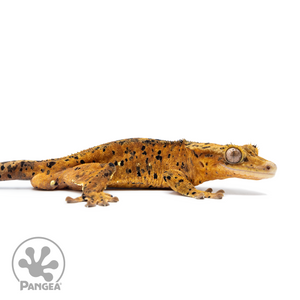 Male Red Super Dalmatian Crested Gecko Cr-2542 facing right