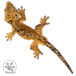 Male Red Super Dalmatian Crested Gecko Cr-2542 from above