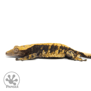 Male Extreme Harlequin Crested Gecko Cr-2544 Facing left