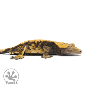 Male Extreme Harlequin Crested Gecko Cr-2544 Facing right