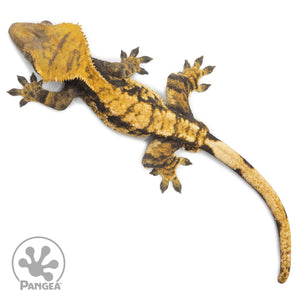 Male Extreme Harlequin Crested Gecko Cr-2544 from above