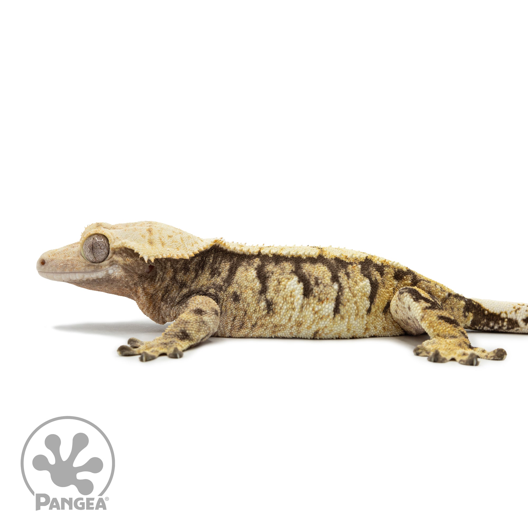 Female XXX Tricolor Crested Gecko Cr-2545 facing left