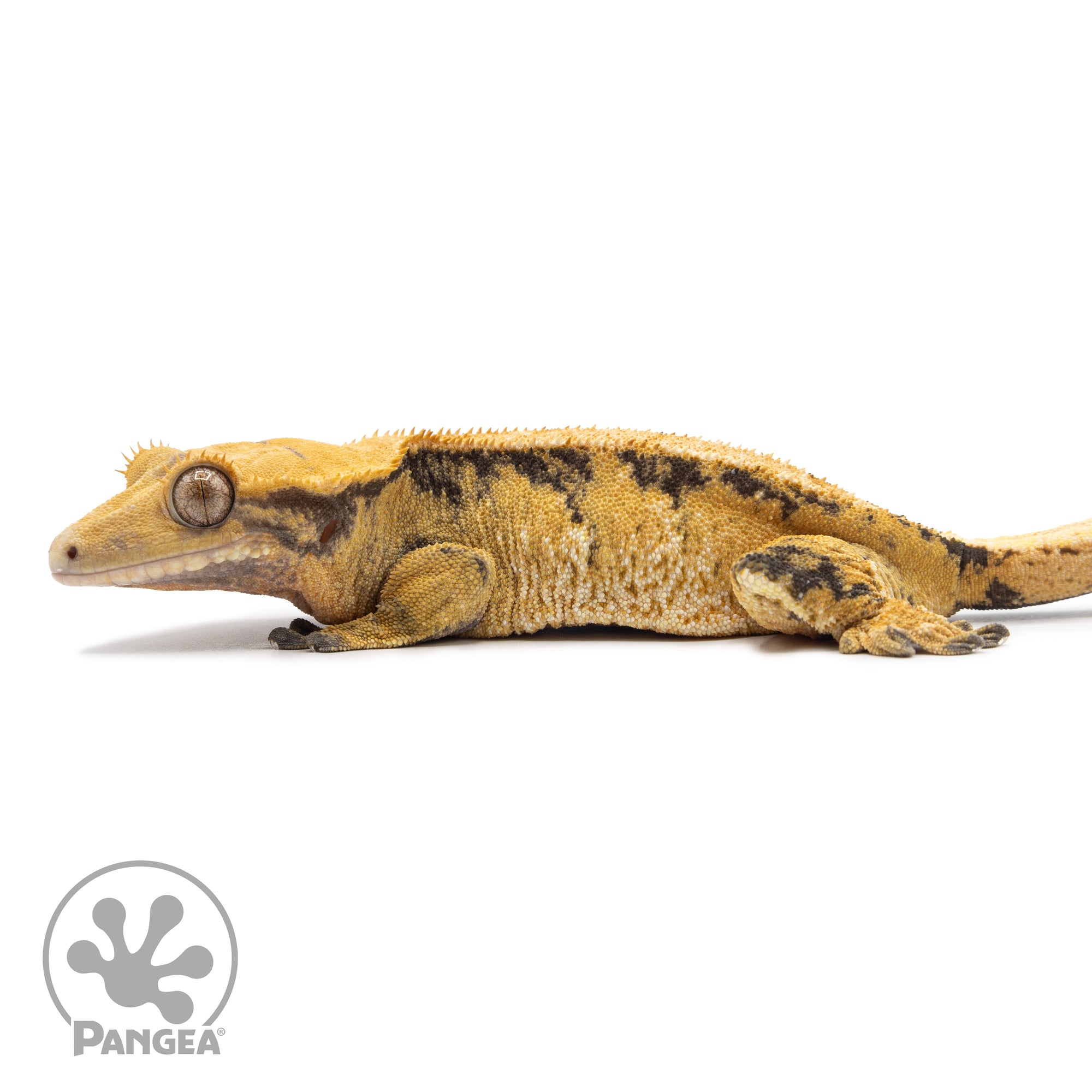 Female Tricolor Extreme Harlequin Crested Gecko Cr-2546 facing left