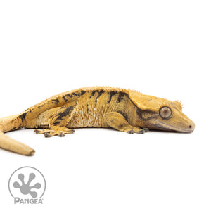 Female Tricolor Extreme Harlequin Crested Gecko Cr-2546 facing right