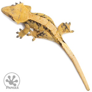 Female Tricolor Extreme Harlequin Crested Gecko Cr-2546 from above