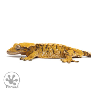 Male XXX Tricolor Crested Gecko Cr-2547 facing left