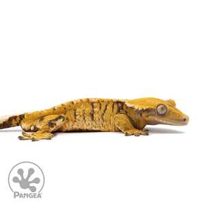 Male XXX Tricolor Crested Gecko Cr-2547 facing right