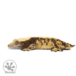 Male Tricolor Extreme Harlequin Crested Gecko Cr-2548 facing left