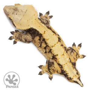 Male Tricolor Extreme Harlequin Crested Gecko Cr-2548 from above