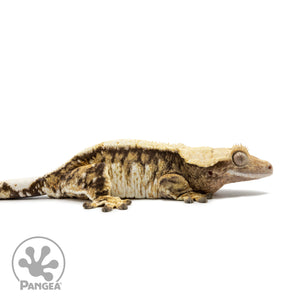 Female Tricolor Extreme Harlequin Crested Gecko Cr-2549 facing right