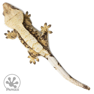 Female Tricolor Extreme Harlequin Crested Gecko Cr-2549 from above