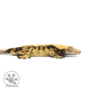 Male Tricolor Extreme Harlequin Crested Gecko Cr-2550 facing right