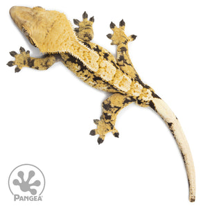 Male Tricolor Extreme Harlequin Crested Gecko Cr-2550 from above