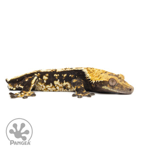 Male Tricolor Partial Pinstripe Crested Gecko Cr-2551 facing right