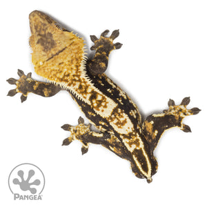 Male Tricolor Partial Pinstripe Crested Gecko Cr-2551 from above