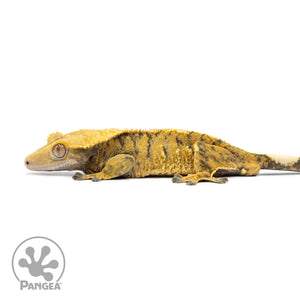 Male Extreme Harlequin Crested Gecko Cr-2552 facing left