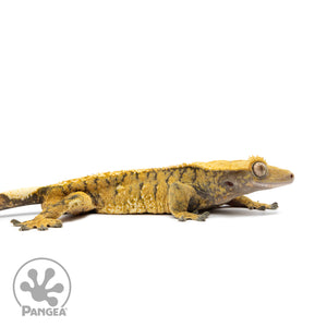 Male Extreme Harlequin Crested Gecko Cr-2552 facing left