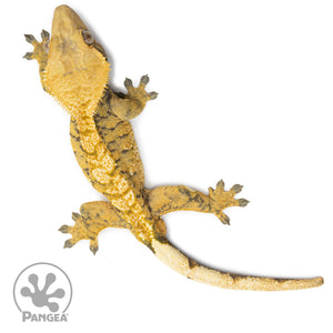 Male Extreme Harlequin Crested Gecko Cr-2552 facing left