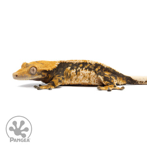 Female Tricolor Extreme Harlequin Crested Gecko Cr-2553 facing left