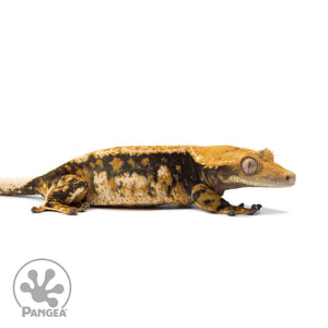 Female Tricolor Extreme Harlequin Crested Gecko Cr-2553 facing right