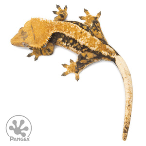 Female Tricolor Extreme Harlequin Crested Gecko Cr-2553 from above