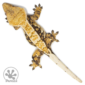 Female Tricolor Extreme Harlequin Crested Gecko Cr-2557 from above