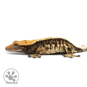 Female Tricolor Pinstripe Crested Gecko Cr-2558 facing left