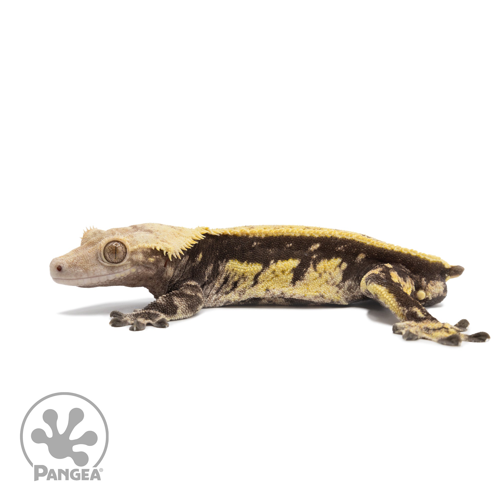 Male Quadstripe Crested Gecko Cr-2559 facing left