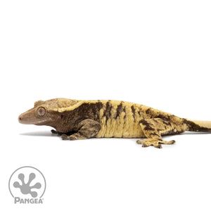 Female XXX Crested Gecko Cr-2561 facing left