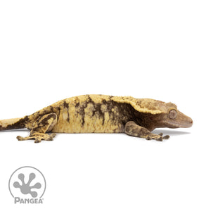 Female XXX Crested Gecko Cr-2561 facing right